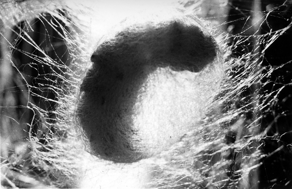 牧野物語・養蚕編