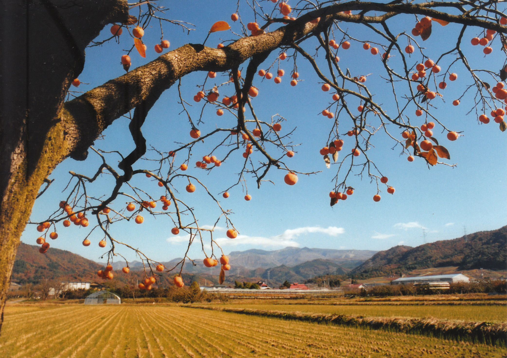 満山紅柿 上山―柿と人とのゆきかい