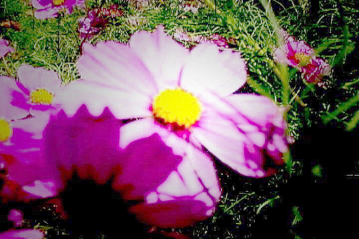 チーズとうじ虫