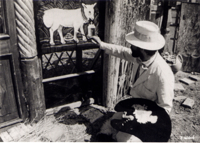 ピロスマニのアラベスク